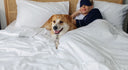 Pet-Friendly Bedding Canada